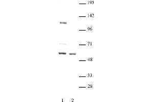 FOXG1 antibody (pAb) tested by Western blot. (FOXG1 抗体  (C-Term))