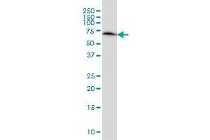 ERO1L monoclonal antibody (M01), clone 4G3 Western Blot analysis of ERO1L expression in HeLa . (ERO1L 抗体  (AA 90-178))