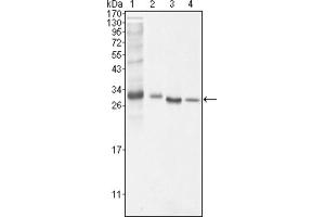 Western blot analysis using BCL10 antibody against NIH/3T3 (1), Hela (2), MCF-7 (3) and Jurkat (4) cell lysate. (BCL10 抗体)