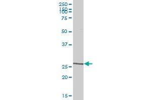 Western Blotting (WB) image for anti-C-Type Lectin Domain Family 5, Member A (CLEC5A) (AA 1-188) antibody (ABIN525301)