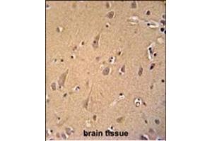 GCC2 antibody (C-term) (ABIN654156 and ABIN2844023) immunohistochemistry analysis in formalin fixed and paraffin embedded human brain tissue followed by peroxidase conjugation of the secondary antibody and DAB staining.