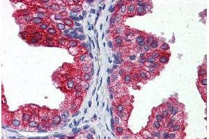 Anti-CYB5A / Cytochrome b5 antibody IHC staining of human prostate.