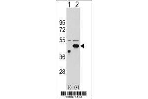 Western blot analysis of ETNK2 using rabbit polyclonal ETNK2 Antibody using 293 cell lysates (2 ug/lane) either nontransfected (Lane 1) or transiently transfected (Lane 2) with the ETNK2 gene. (Ethanolamine Kinase 2 抗体  (N-Term))