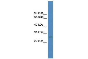 WB Suggested Anti-FOLR4 Antibody Titration: 0. (Folate Receptor 4 抗体  (Middle Region))