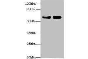 Western blot All lanes: VANGL1 antibody at 3. (Vangl1 抗体  (AA 275-524))