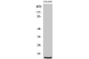 Western Blotting (WB) image for anti-Ribosomal Protein L39 (RPL39) (N-Term) antibody (ABIN3186784) (RPL39 抗体  (N-Term))