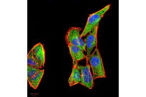 Immunocytochemistry (ICC) image for anti-Colony Stimulating Factor 3 (Granulocyte) (CSF3) (AA 1-207) antibody (ABIN5863249) (G-CSF 抗体  (AA 1-207))