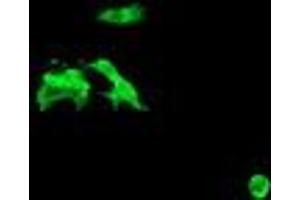 Image no. 2 for anti-Chromosome 2 Open Reading Frame 62 (C2orf62) antibody (ABIN1497053) (C2orf62 抗体)