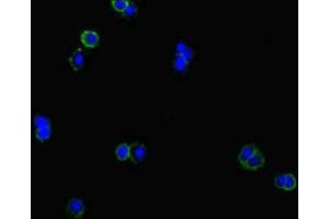 Immunofluorescent analysis of HepG2 cells using ABIN7147573 at dilution of 1:100 and Alexa Fluor 488-congugated AffiniPure Goat Anti-Rabbit IgG(H+L) (CLCN1 抗体  (AA 634-988))