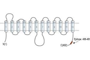 Representative domain view of the target of ABIN7885449.