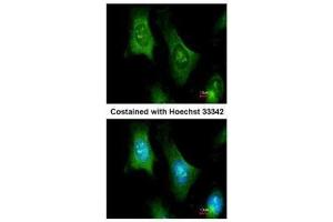 Immunofluorescence (IF) image for anti-6-Pyruvoyltetrahydropterin Synthase (PTS) antibody (ABIN2856764)