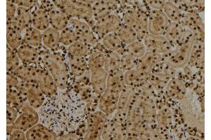 ABIN6276825 at 1/100 staining Rat kidney tissue by IHC-P. (MAD2L1 抗体  (Internal Region))