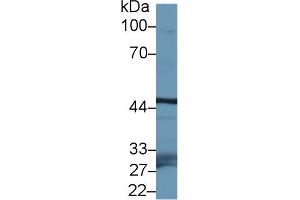 Western blot analysis of Mouse Testis lysate, using Mouse FBXL3 Antibody (1 µg/ml) and HRP-conjugated Goat Anti-Rabbit antibody (