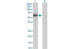 Western Blot analysis of BAG4 expression in transfected 293T cell line by BAG4 monoclonal antibody (M02), clone 2G9. (BAG4 抗体  (AA 1-457))