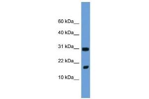 Fgf1 antibody used at 2. (FGF1 抗体  (N-Term))
