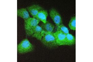 IF analysis of Caspase 4 using anti-Caspase 4 antibody (ABIN5693193). (Caspase 4 抗体  (AA 111-194))