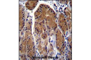 TSSK6 Antibody (C-term) (ABIN656396 and ABIN2845691) immunohistochemistry analysis in formalin fixed and paraffin embedded human stomach tissue followed by peroxidase conjugation of the secondary antibody and DAB staining. (TSSK6 抗体  (C-Term))