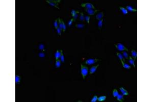 Immunofluorescence (IF) image for anti-Actin Binding LIM Protein 1 (ABLIM1) (AA 174-319) antibody (ABIN7143036)
