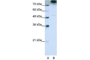 EIF3S9 antibody used at 0. (EIF3B 抗体  (C-Term))
