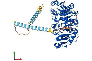 Protein Structure (PS) image for Mannosyl (Alpha-1,3-)-Glycoprotein beta-1,2-N-Acetylglucosaminyltransferase (MGAT1) (AA 1-447) protein (His tag) (ABIN7563033)