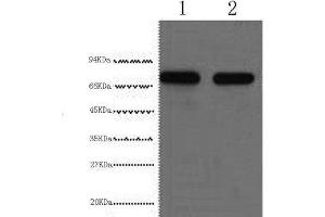 Western Blot analysis of HepG2 cells using AFP Monoclonal Antibody at dilution of 1:2000. (alpha Fetoprotein 抗体)