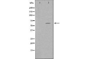 Western blot analysis of extracts from K562 cells using TFE3 antibody. (TFE3 抗体  (Internal Region))
