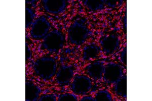 Immunofluorescence (IF) image for anti-Protein tyrosine Phosphatase, Receptor Type, C (PTPRC) (C-Term) antibody (ABIN7454030)