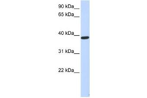 Western Blotting (WB) image for anti-Protein Phosphatase 1, Regulatory Subunit 7 (PPP1R7) antibody (ABIN2459966) (PPP1R7 抗体)