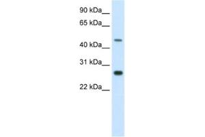 Western Blotting (WB) image for anti-Spermatogenic Leucine Zipper 1 (SPZ1) antibody (ABIN2461525) (SPZ1 抗体)