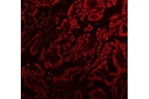 IF analysis of SFPQ using anti-SFPQ antibody (ABIN7603089). (SFPQ 抗体  (Middle Region))