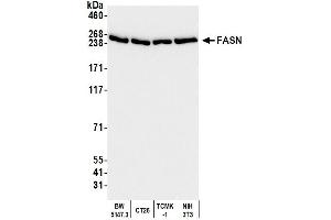 Western Blotting (WB) image for anti-Fatty Acid Synthase (FASN) (AA 2462-2511) antibody (ABIN7453707) (Fatty Acid Synthase 抗体  (AA 2462-2511))