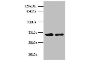 Western blot All lanes: RWDD2A antibody at 0. (RWDD2A 抗体  (AA 1-292))