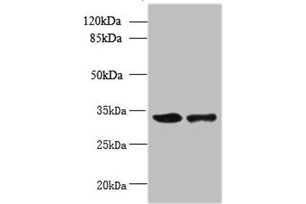 RWDD2A 抗体  (AA 1-292)