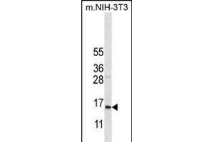 COX7A2L Antibody (Center) (ABIN656272 and ABIN2845583) western blot analysis in mouse NIH-3T3 cell line lysates (35 μg/lane).