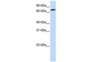 Image no. 1 for anti-Component of Oligomeric Golgi Complex 4 (COG4) (AA 576-625) antibody (ABIN6743815) (COG4 抗体  (AA 576-625))
