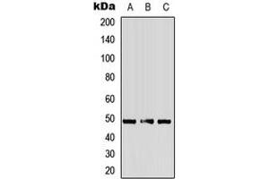 Western blot analysis of Alpha-2A Adrenergic Receptor expression in HepG2 (A), mouse heart (B), rat heart (C) whole cell lysates. (ADRA2A 抗体  (Center))