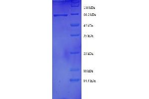 SDS-PAGE (SDS) image for DnaJ (Hsp40) Homolog, Subfamily B, Member 1 (DNAJB1) (AA 1-340), (full length) protein (GST tag) (ABIN7479324)