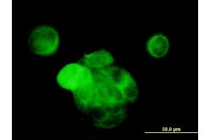 Immunofluorescence of monoclonal antibody to MAPK13 on MCF-7 cell. (MAPK13 抗体  (AA 251-365))