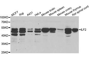 Western blot analysis of extracts of various cell lines, using ILF2 antibody (ABIN5973487) at 1/1000 dilution.