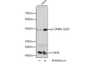 Western blot analysis of extracts of HeLa cells using Phospho-CREB1(S133) Polyclonal Antibody at dilution of 1:2000. (CREB1 抗体  (pSer133))