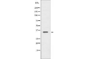 Western blot analysis of extracts from COS-7 cells, using FOXL1 antibody. (FOXL1 抗体  (Internal Region))