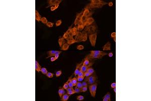 Immunofluorescence (IF) image for anti-Apolipoprotein C-III (APOC3) (AA 1-99) antibody (ABIN7265641)