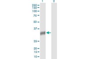 Western Blot analysis of NAT2 expression in transfected 293T cell line by NAT2 MaxPab polyclonal antibody. (NAT2 抗体  (AA 1-290))