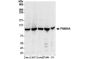 Western Blotting (WB) image for anti-Striatin Interacting Protein 1 (STRIP1) (AA 25-75) antibody (ABIN7450235)