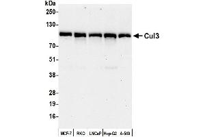 Western Blotting (WB) image for anti-Cullin 3 (CUL3) (AA 650-700) antibody (ABIN7453602) (Cullin 3 抗体  (AA 650-700))
