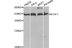 Western blot analysis of extracts of various cell lines, using BTAF1 antibody. (BTAF1 抗体)