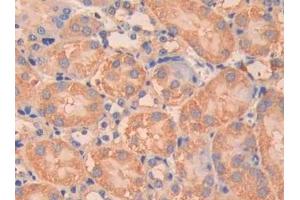 Immunohistochemistry (IHC) image for anti-Carbonic Anhydrase VB, Mitochondrial (CA5B) (AA 63-225) antibody (ABIN7437326)
