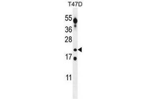 CT45A Antibody (Center) western blot analysis in T47D cell line lysates (35µg/lane). (CT45A5 抗体  (Middle Region))