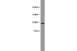 Western Blotting (WB) image for Vasoactive Intestinal Peptide (Vip) ELISA Kit (ABIN1117772) (Vip ELISA 试剂盒)