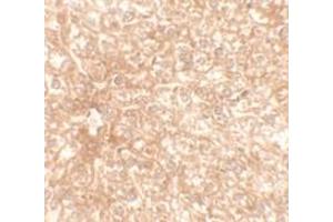 Immunohistochemical analysis of RAPGEF4 in mouse liver tissue with RAPGEF4 polyclonal antibody  at 2. (RAPGEF4 抗体  (N-Term))